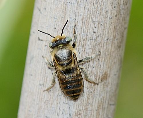 Megachile sp.